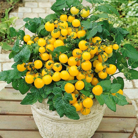 Patio Choice Yellow Hybrid Cherry Tomato Seeds
