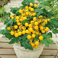 Patio Choice Yellow Hybrid Cherry Tomato Seeds