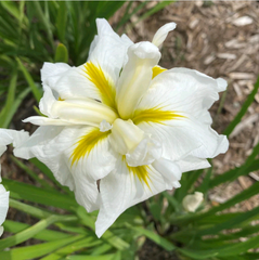 Japanese Iris - Gold Bound