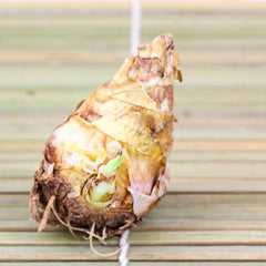 White Bulbs  Double Flowering Bulbs | Fragrant Flowers Grow Tuberose bulbs bulk-Tuberose bulbs for planting-Tuberose plant bulbs-Tuberose tubers bulk