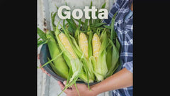 Gotta Have It® Hybrid Sweet Corn Seed