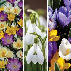 Early Riser Naturalizing Bulb Collection