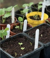100pcs Double Hollyhock Seeds ‘Radiant Rose’ - Mixed Colors, Non-GMO Heirloom, Hardy Biennial for Vibrant & Tall Blooms