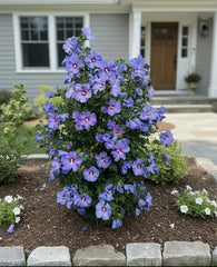 100 Blue Hibiscus Seeds Hardy Shrub with Summer Sky-Blue Blooms for Full Sun Gardens & Borders