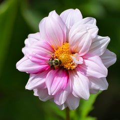 Purple Paradise Dahlia Collection