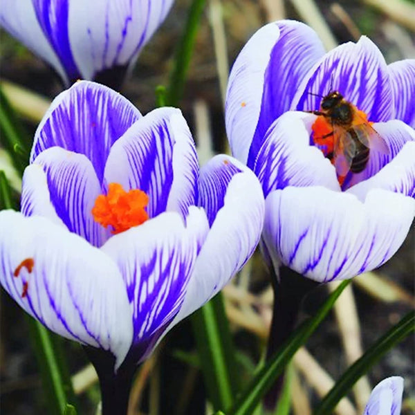 10 Striped Crocus  Bulbs- Fall Planting! Large Size Bulbs