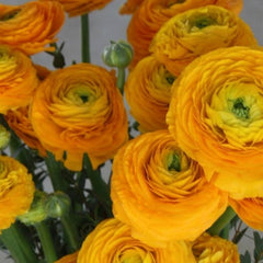 Giallo Ranunculus Bulbs Corms Growing Bonsai Roots Rhizomes Tubers Potted Planting Reblooming Fragrant Garden Species Blooms Flower Seeds Plant Gardening