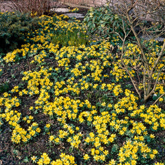 Winter Buttercups
