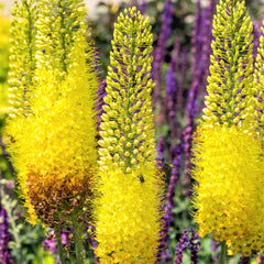 Eremurus - Stenophyllus Bungei