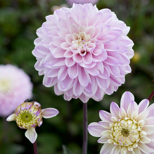 Espacio Ball Dahlia