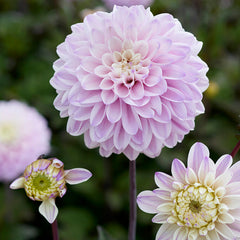 Espacio Ball Dahlia