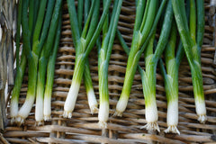Fukagawa Scallion 200 Seeds - Seedsplant