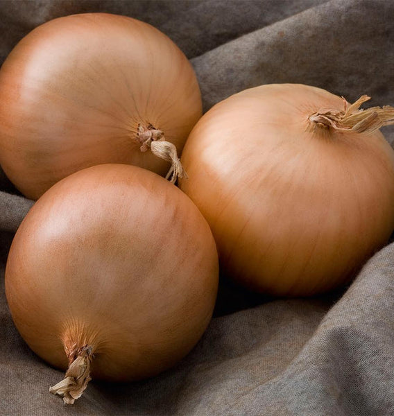 Patterson F1 Coated Onion 100 Seeds