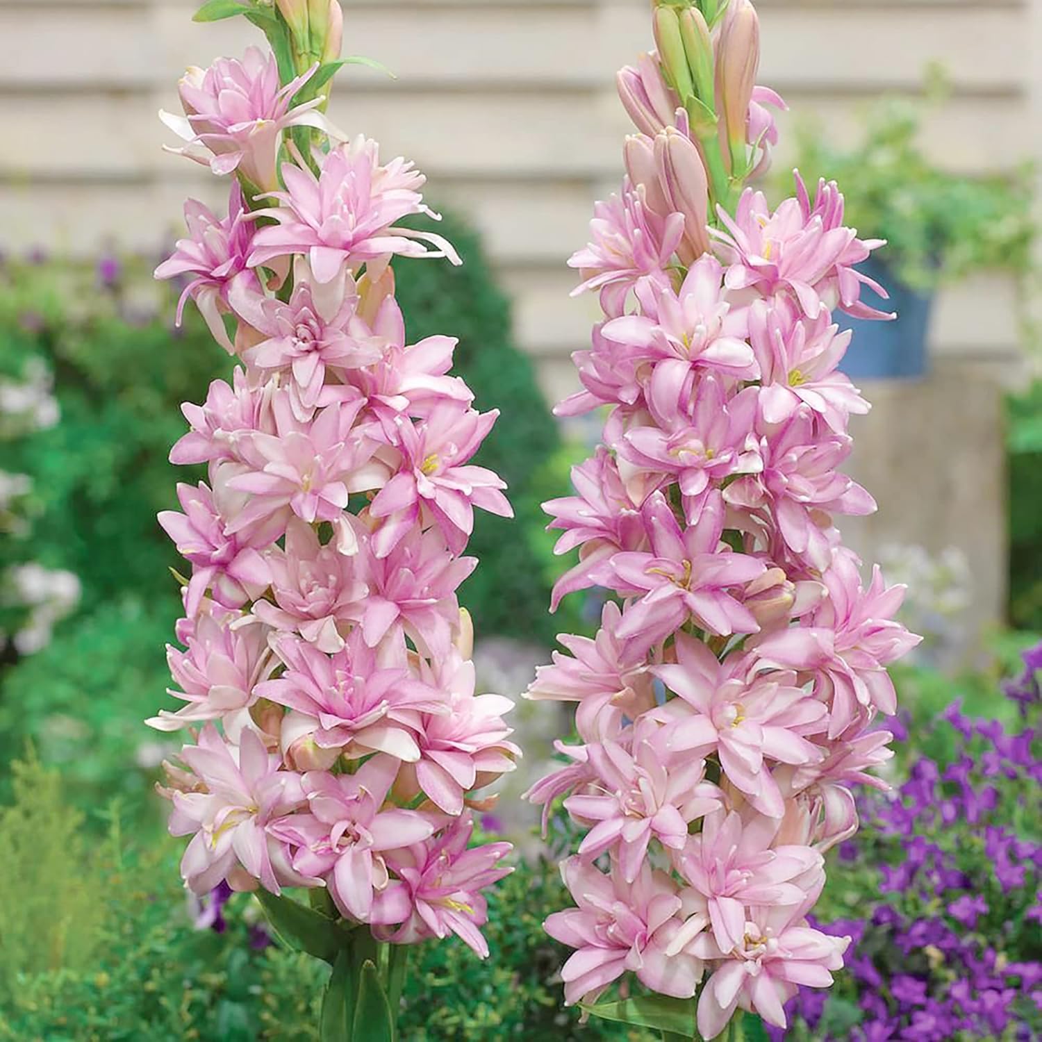 Pink Tuberose Seeds Fragrant Perennial Showy Cut Flowers Deer & Rabbit Resistant Bed Border Patio Container Outdoor