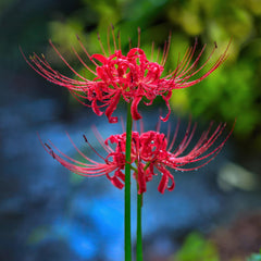 Trio Red Lycoris Spider Lilies Bulbs Radiata Hurricane Lily Cluster Amayllis Growing Bonsai Roots Rhizomes Corms Tubers Potted Planting Reblooming Fragrant Garden Species Blooms Flower Seeds Plant Gardening