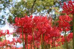 Lycoris Radiata Bulbs Spider Lily Hurricane Cluster Amayllis Growing Bonsai Roots Rhizomes Corms Tubers Potted Planting Reblooming Fragrant Garden Species Blooms Flower Seeds Plant Gardening