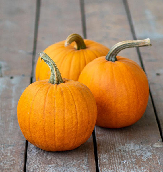 Small Sugar  Pumpkin 10 Seeds