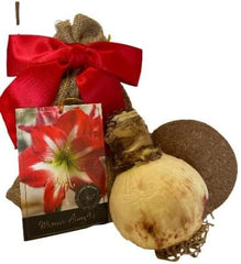 Christmas Gift Bulbs Elegant Minerva Amaryllis Gift Growing Kit. Beautiful  Pot, Big Minerva Bulb, a  Bag and Growing Medium