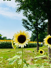 Sunflower Seeds for Planting - Grow Giant Sun Flowers in Your Garden  Non GMO Heirloom Seeds - Full Planting Instructions for Easy Grow - Great Gardening Gifts (1 Packet)