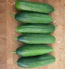 Picolino Organic Cucumber 20 Seeds - Seedsplant