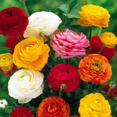 Ranunculus Bulbs asiaticus Mix Corms Growing Bonsai Roots Rhizomes Tubers Potted Planting Reblooming Fragrant Garden Species Blooms Flower Seeds Plant Gardening