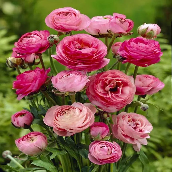 Pink Ranunculus Corms Bulbs Persian Buttercup Growing Bonsai Roots Rhizomes Tubers Potted Planting Reblooming Fragrant Garden Species Blooms Flower Seeds Plant Gardening