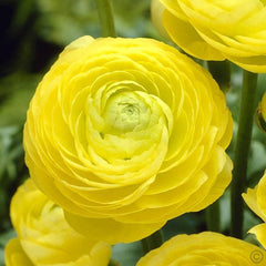 Ranunculus Yellow Color Flower Corms Bulbs Growing Bonsai Roots Rhizomes Tubers Potted Planting Reblooming Fragrant Garden Species Blooms Flower Seeds Plant Gardening