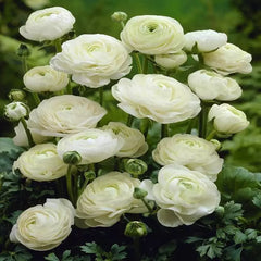 Ranunculus White Corms Bulbs Growing Bonsai Roots Rhizomes Tubers Potted Planting Reblooming Fragrant Garden Species Blooms Flower Seeds Plant Gardening