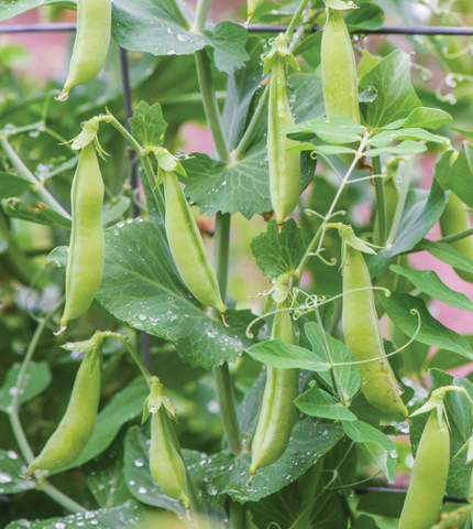 Pea Sugar Flash - Seedsplant