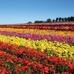 Flower Fields Collection Ranunculus Corms Bulbs Persian Buttercup Growing Bonsai Roots Rhizomes Tubers Potted Planting Reblooming Fragrant Garden Species Blooms Flower Seeds Plant Gardening