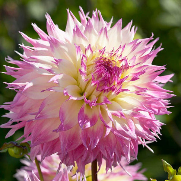 Pinelands Princess Fimbriata Dahlia