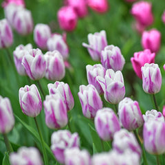 Dreamy Drift Tulip Collection