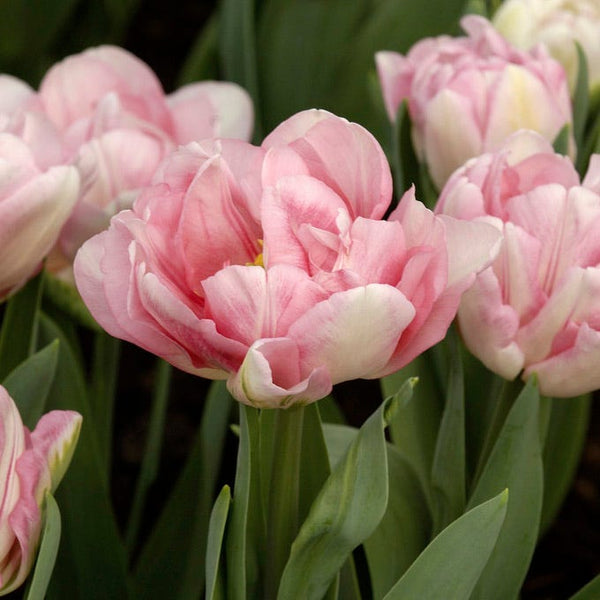 Foxtrot Double Late Tulip