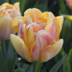 Foxy Foxtrot Double Early Tulip