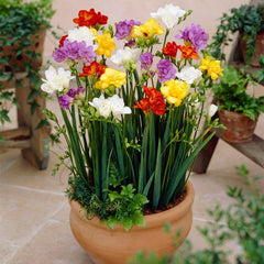 Double Freesia Mix