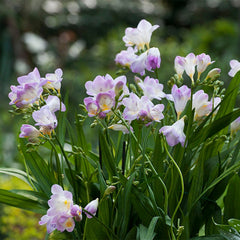 Single Blue Freesia
