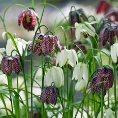 Naturalizing Fairy Garden Bulb Collection
