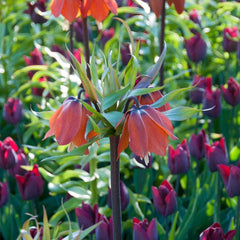 Red Crown Imperial