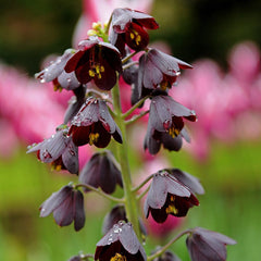 Persian Lily