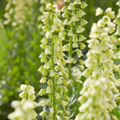 Crown Jewels Fritillaria Bulb Collection