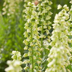 Ivory Bells Persian Lily