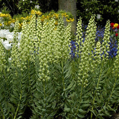Ivory Bells Persian Lily