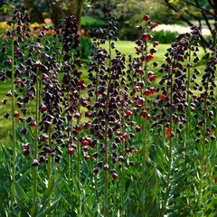Persian Lily