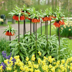 Red Crown Imperial