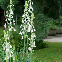 Summer Hyacinth