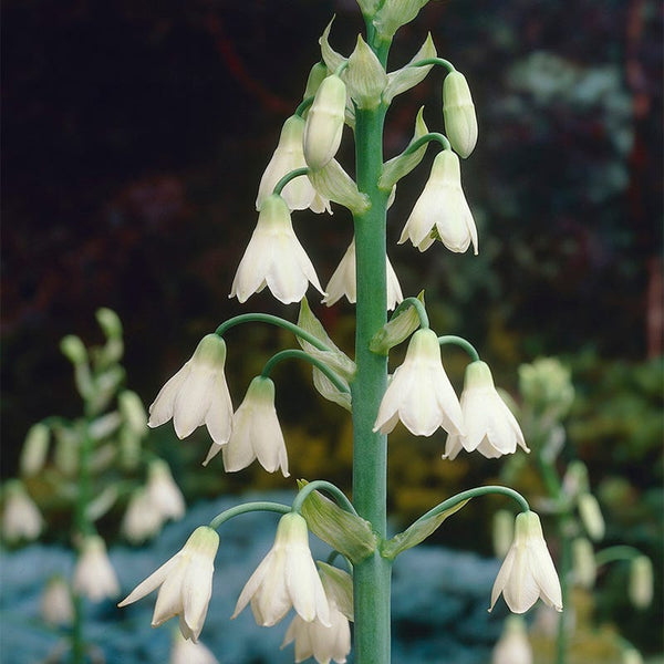 Summer Hyacinth