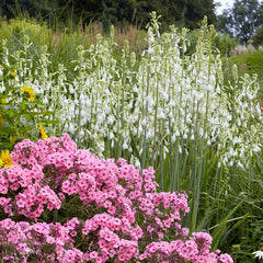 Summer Hyacinth