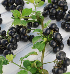 Garden Huckleberry