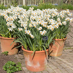 Geranium Daffodil