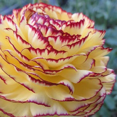 Striato Giallo Ranunculus Corms Bulbs Persian Buttercup Growing Bonsai Roots Rhizomes Tubers Potted Planting Reblooming Fragrant Garden Species Blooms Flower Seeds Plant Gardening
